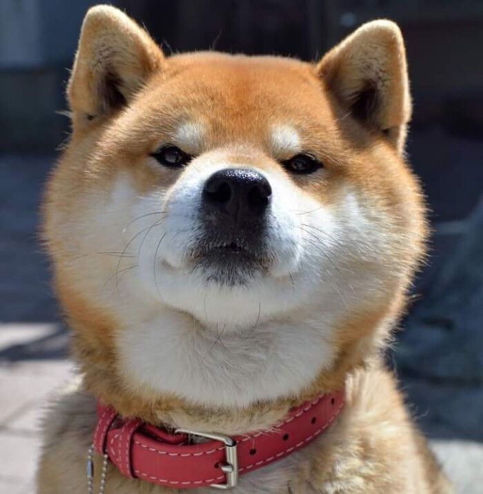 狗头像 