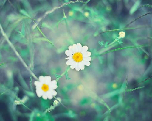 唯美 花朵 小清新 意境 花的自白