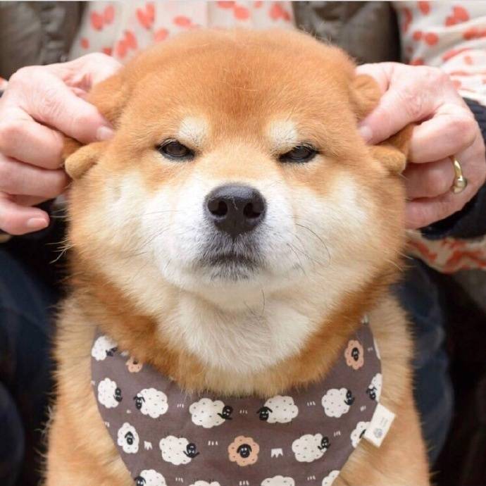 头像 搞笑 可爱 柴犬