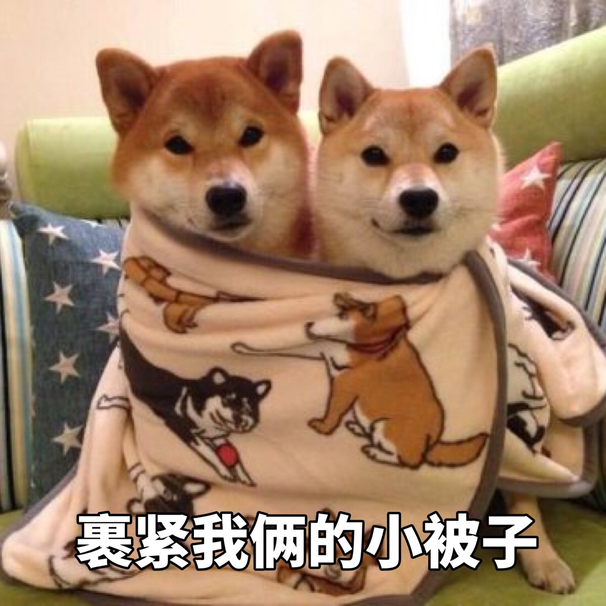 柴犬 表情包