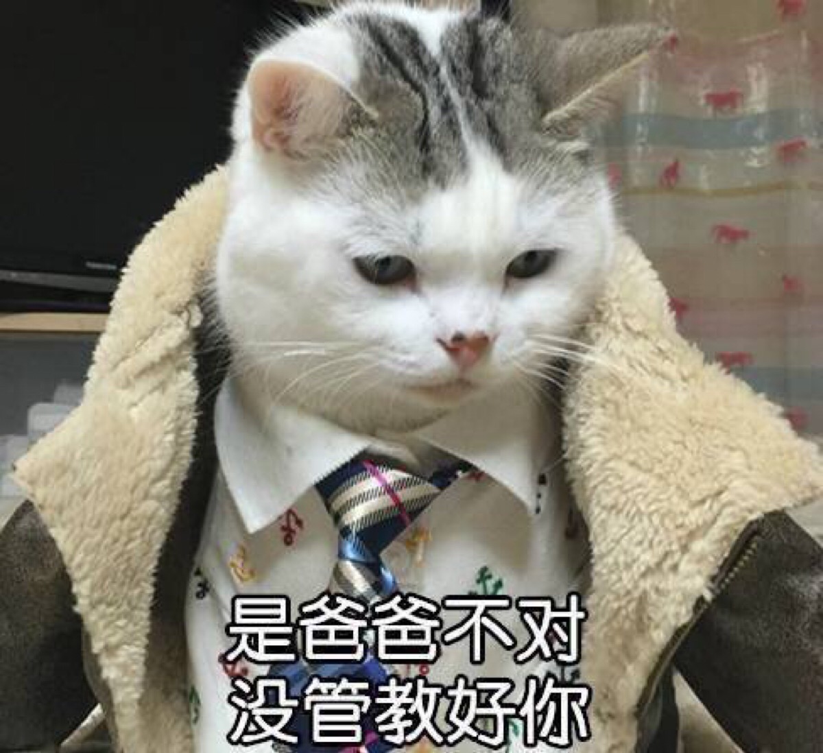 表情包 猫