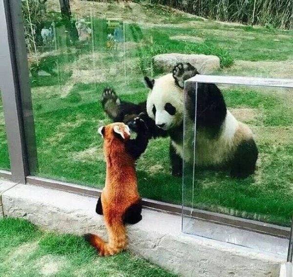 大熊猫小熊猫 - 堆糖,美图壁纸兴趣社区