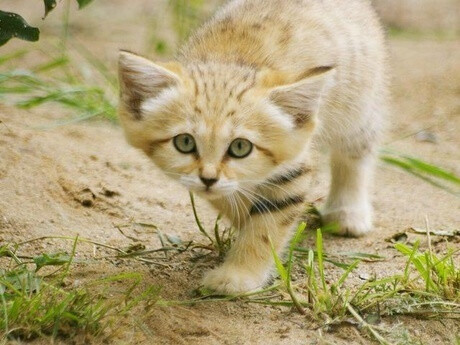 #最爱宠物# 沙漠猫,快要灭绝的喵子,阿拉…-堆