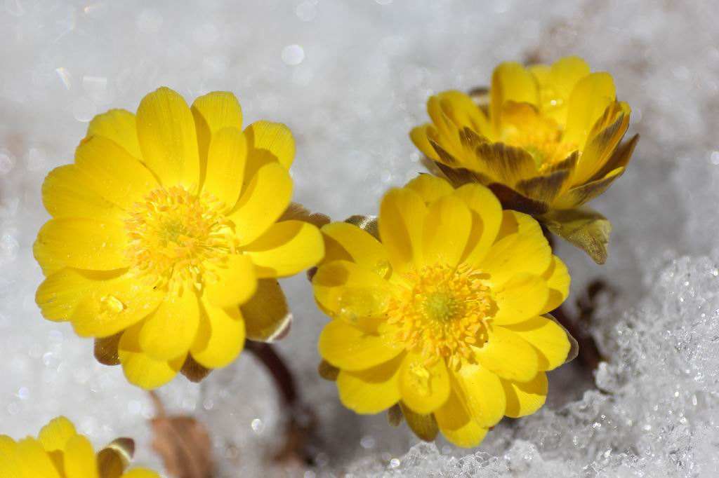 开放的时间正是冬末春初冰雪尚未消融的极为寒冷时节.它有