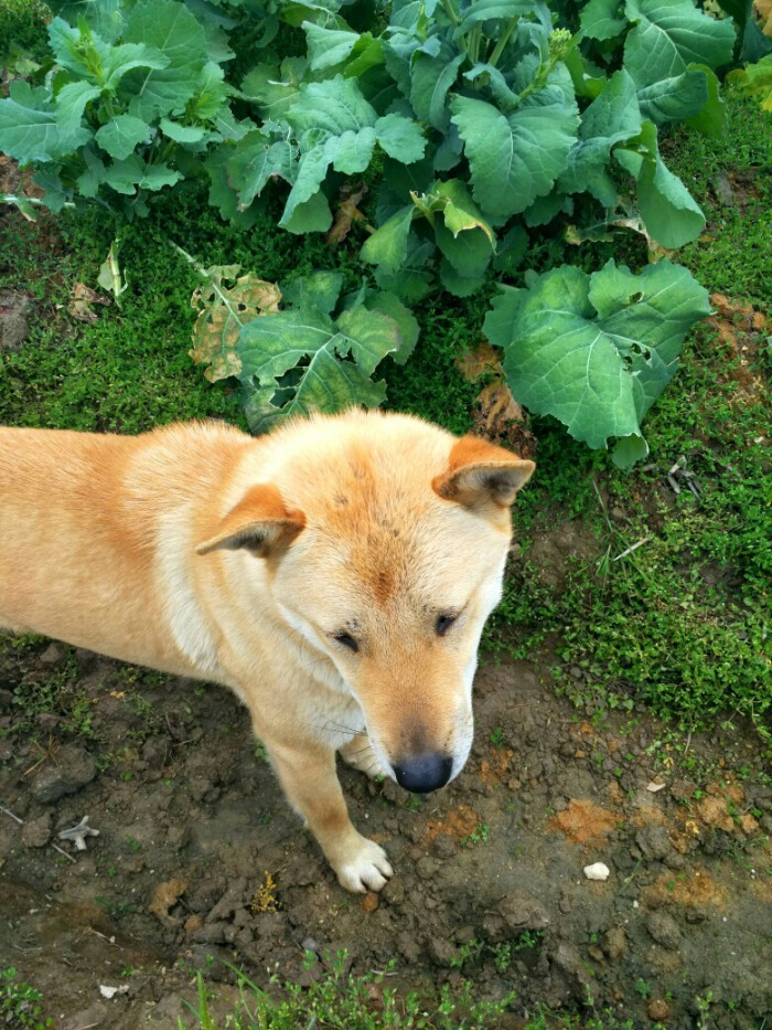 中华田园犬