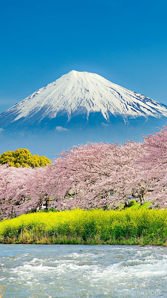 日本樱花 富士山