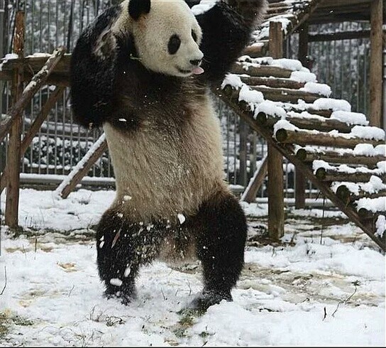 第一次看到雪的大熊猫,玩得太嗨了.作为一个国宝,你能不能矜持点?