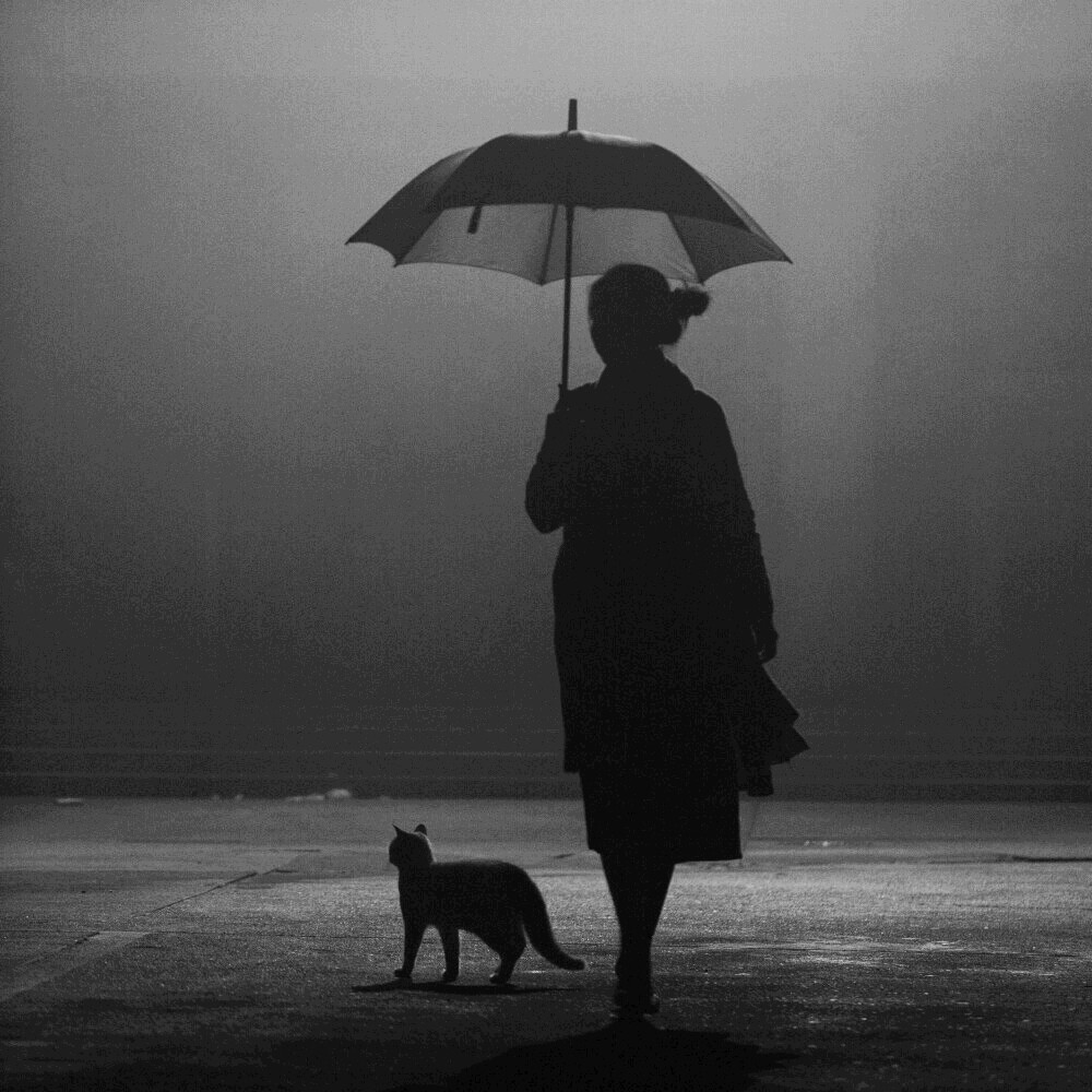 我在雨中撑着伞,跟猫一起等你回来,可你在哪呢 非原创