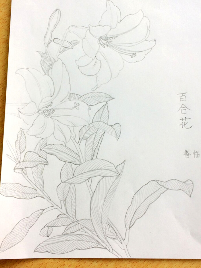 百合花 