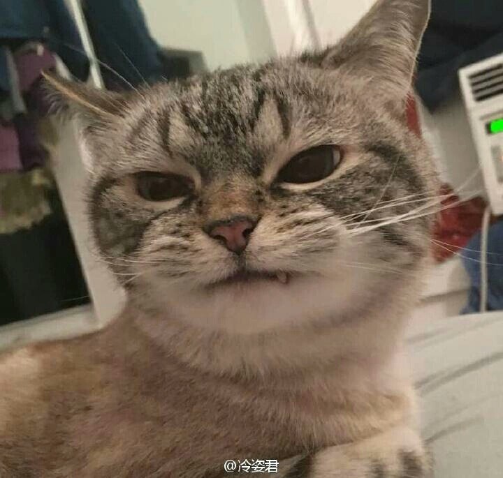 猫猫loki因为牙齿咬合问题,小虎牙突出像个小吸血鬼.超凶系列.