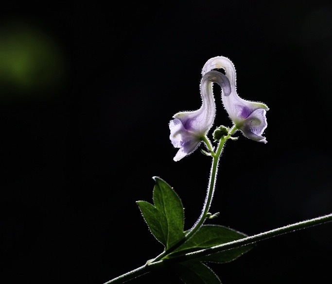 天鹅花 