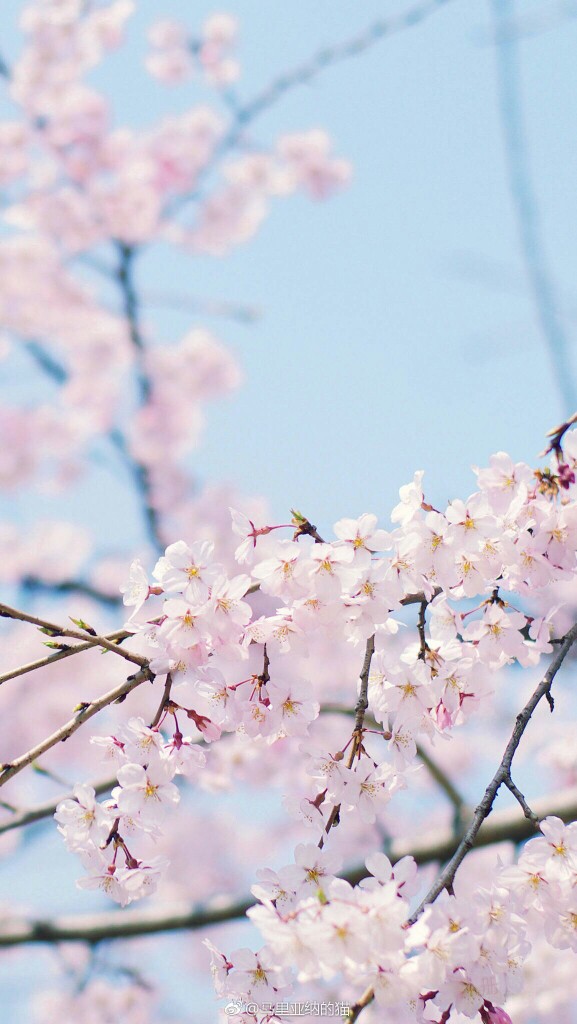 高清壁纸樱花樱花