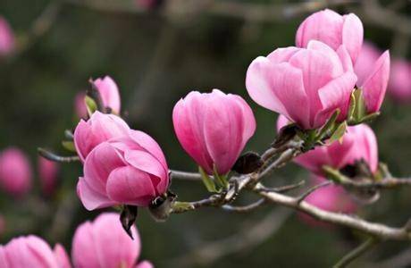 紫辛夷|"木末芙蓉花,山中发红萼.涧户寂无人,纷纷开且落."