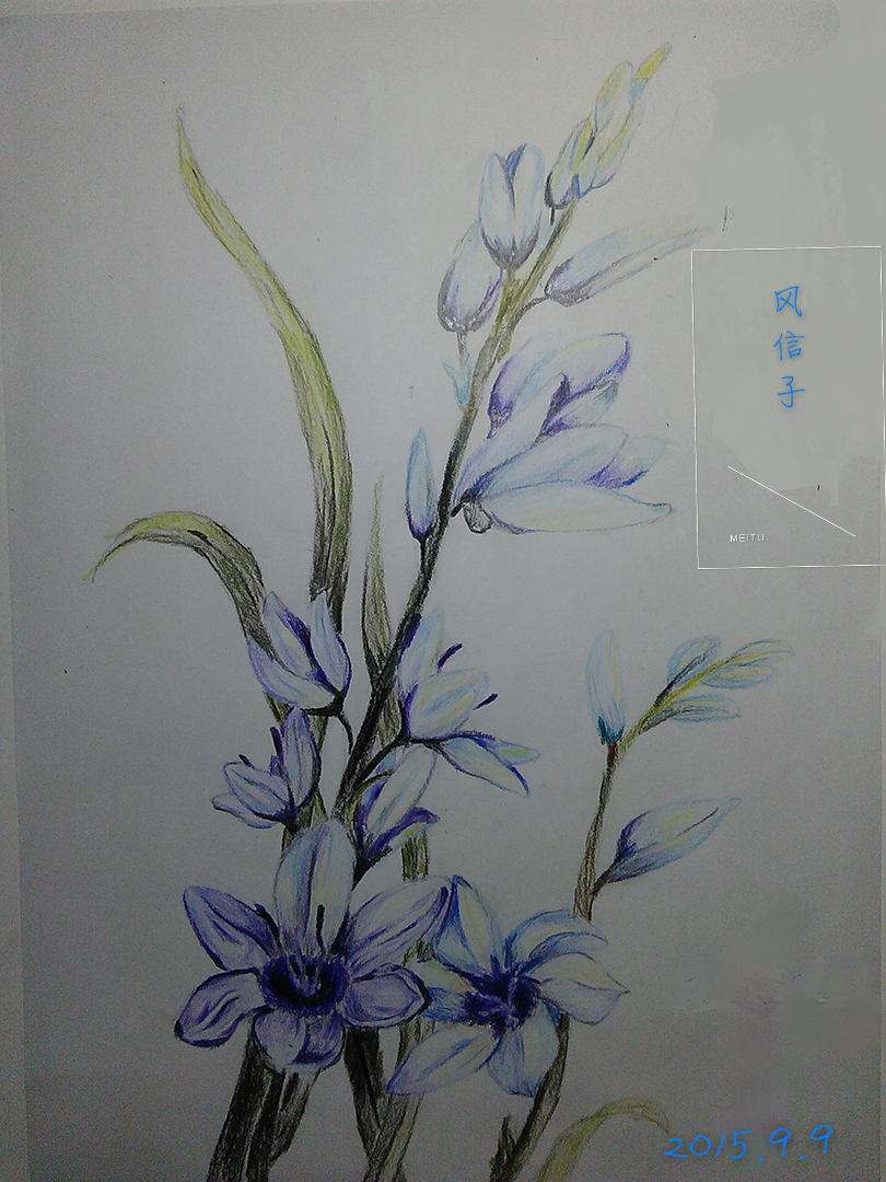 风信子 植物 彩铅 手绘 画画 逼真 安静 临摹