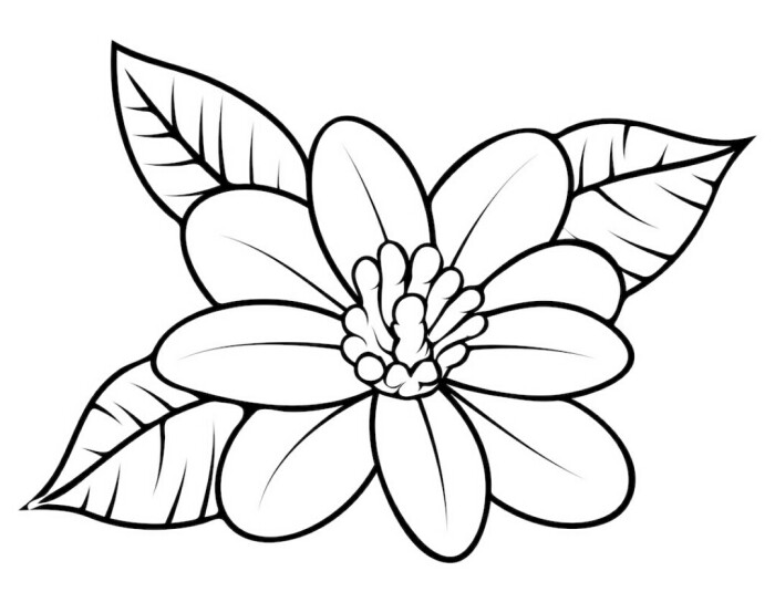 鸡蛋花 