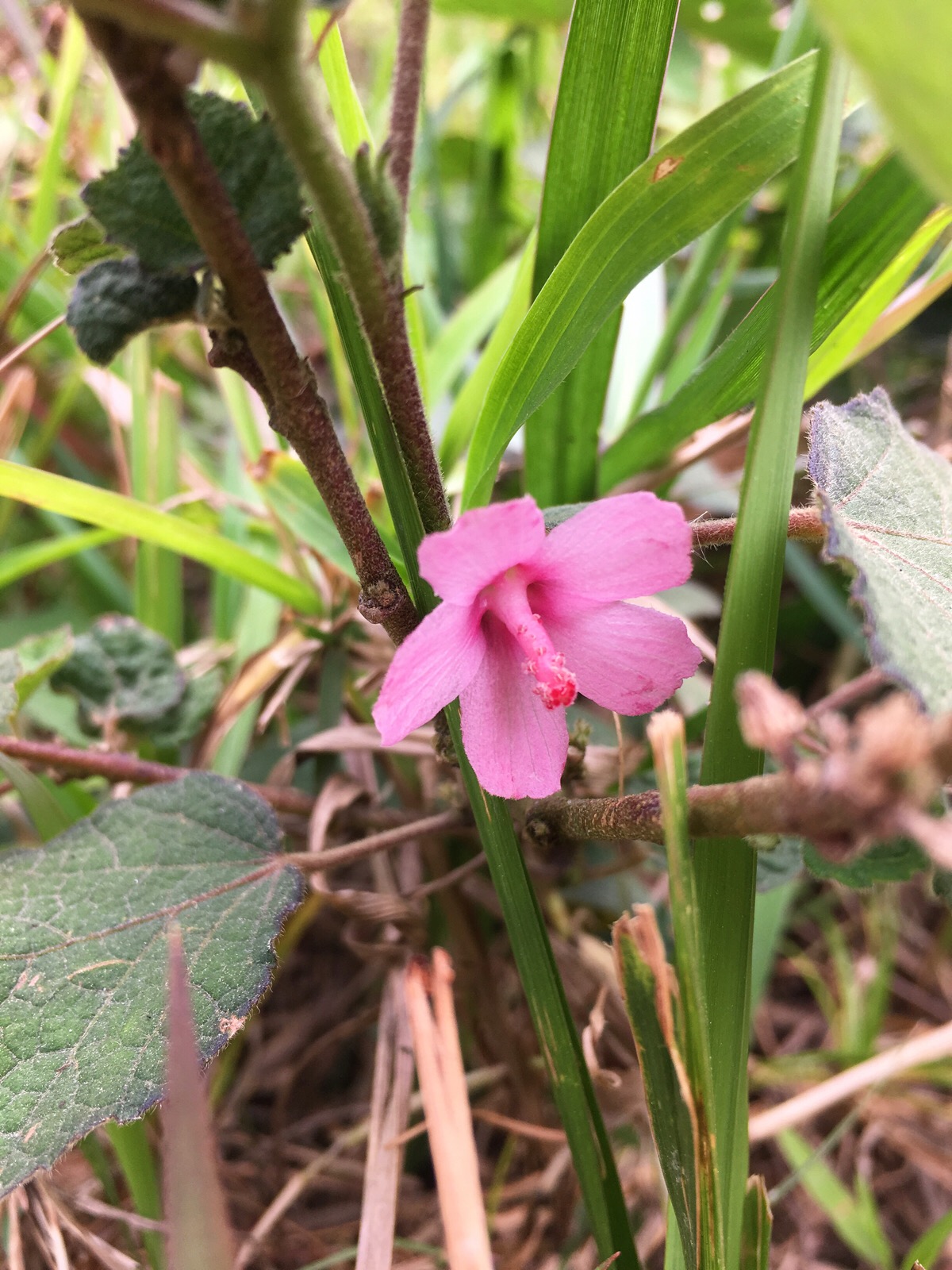 地桃花