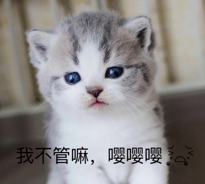 敲可爱 表情包 猫咪 猫