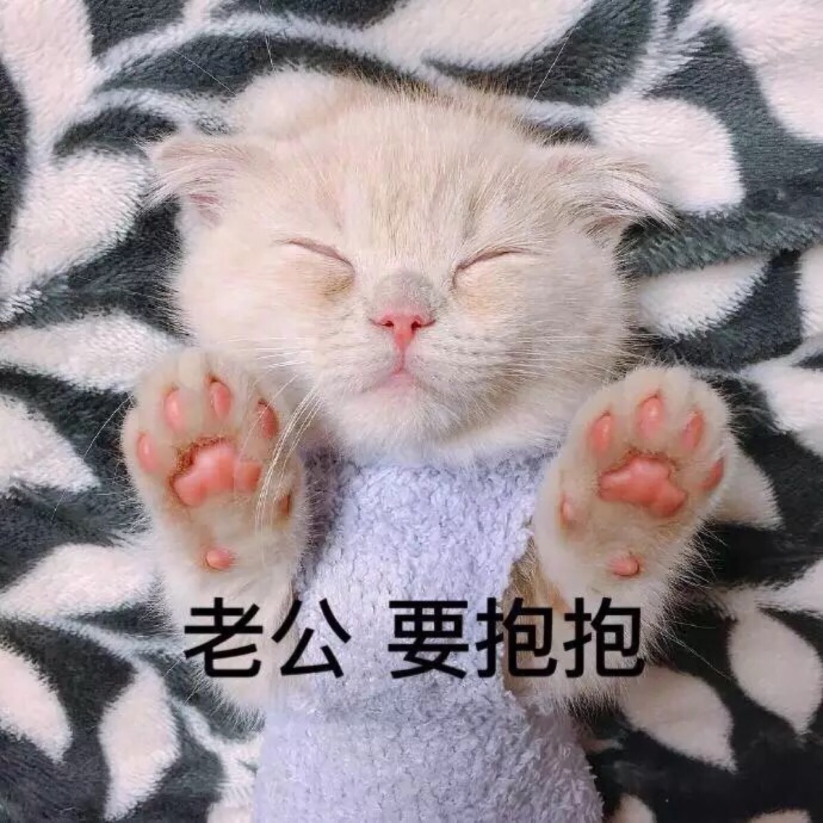 敲可爱 表情包 猫咪 猫