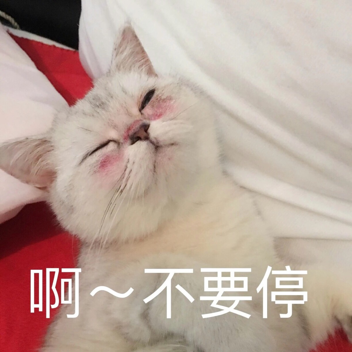 敲可爱 表情包 猫咪 猫