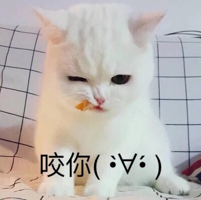 敲可爱 表情包 猫咪 猫