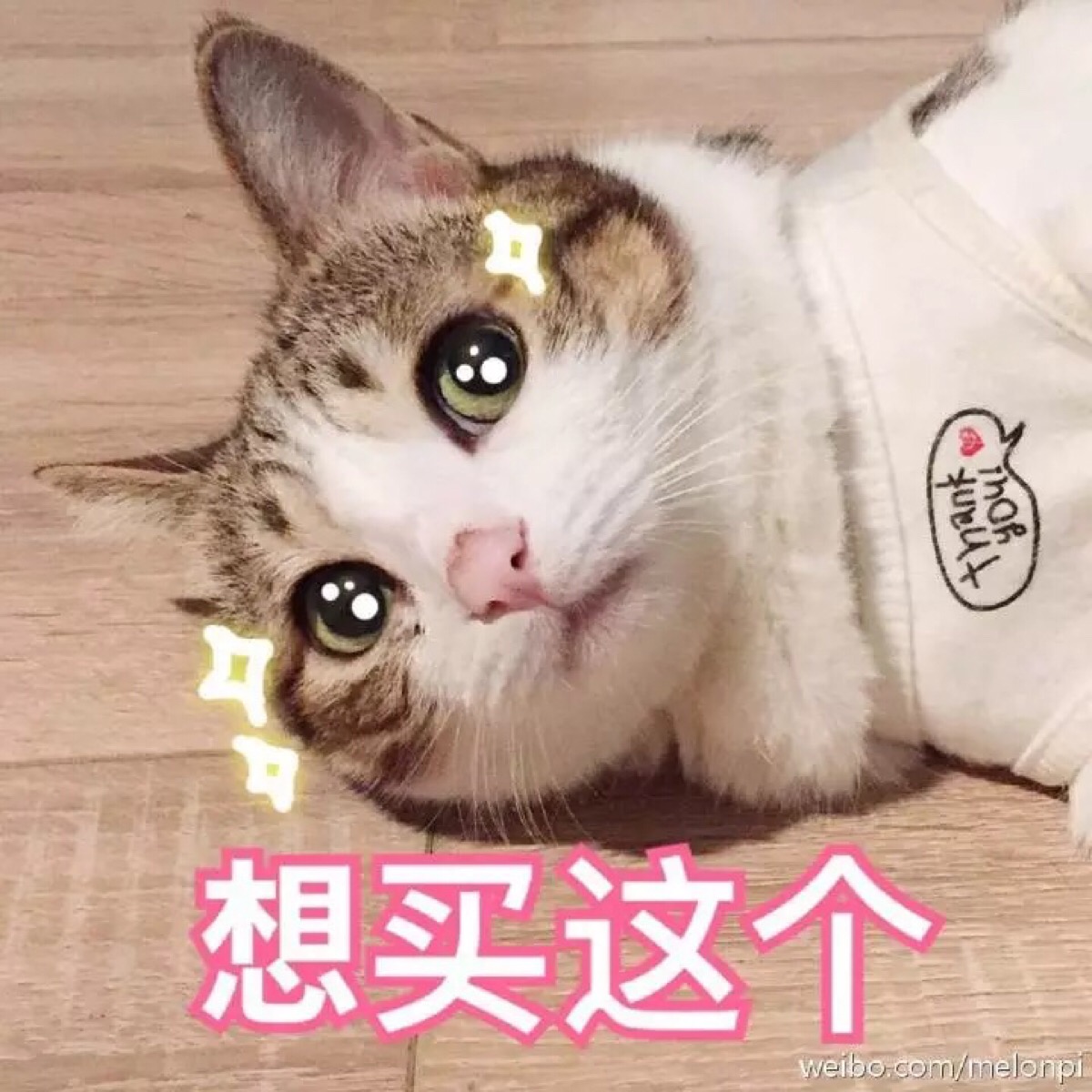 敲可爱 表情包 猫咪 猫