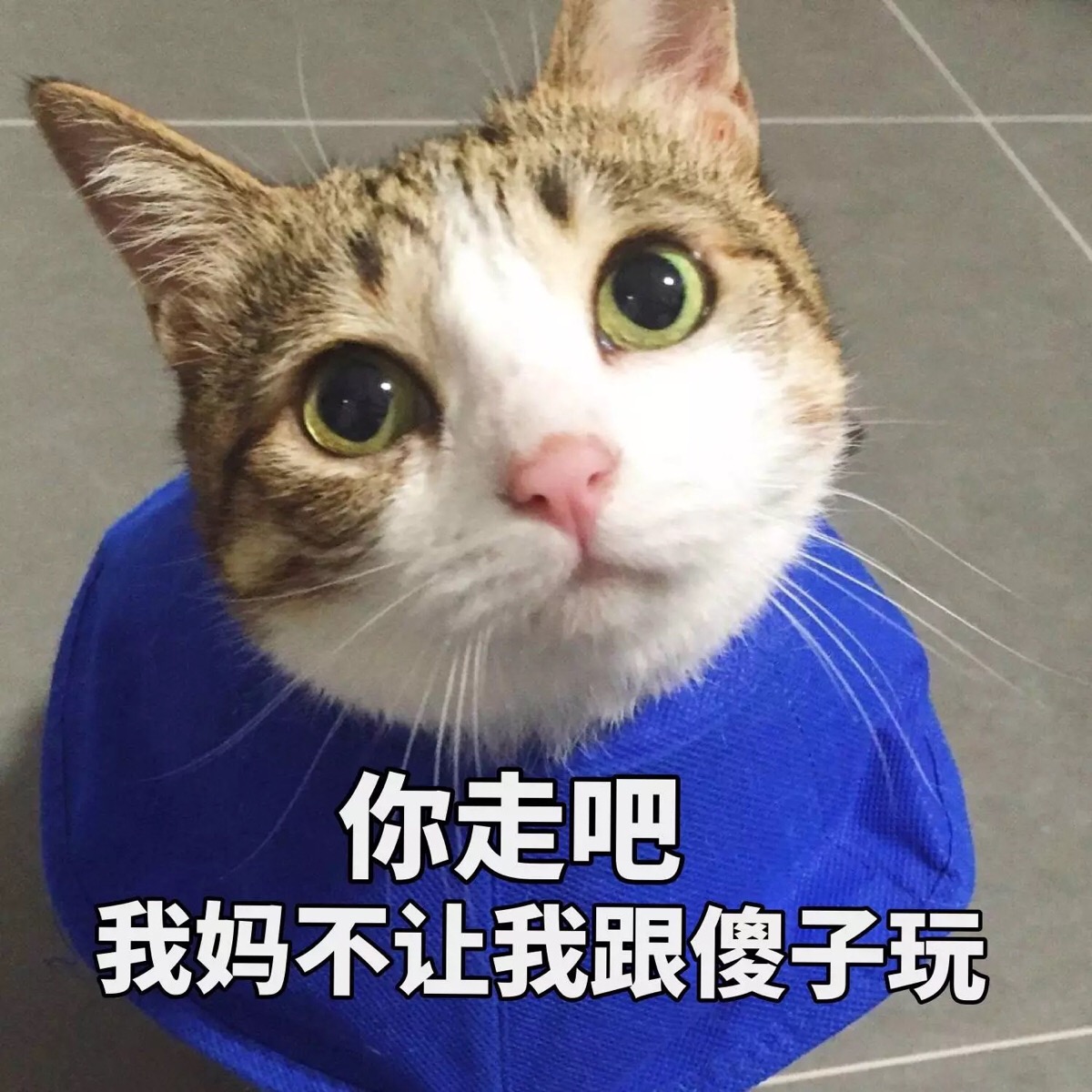 敲可爱 表情包 猫咪 猫