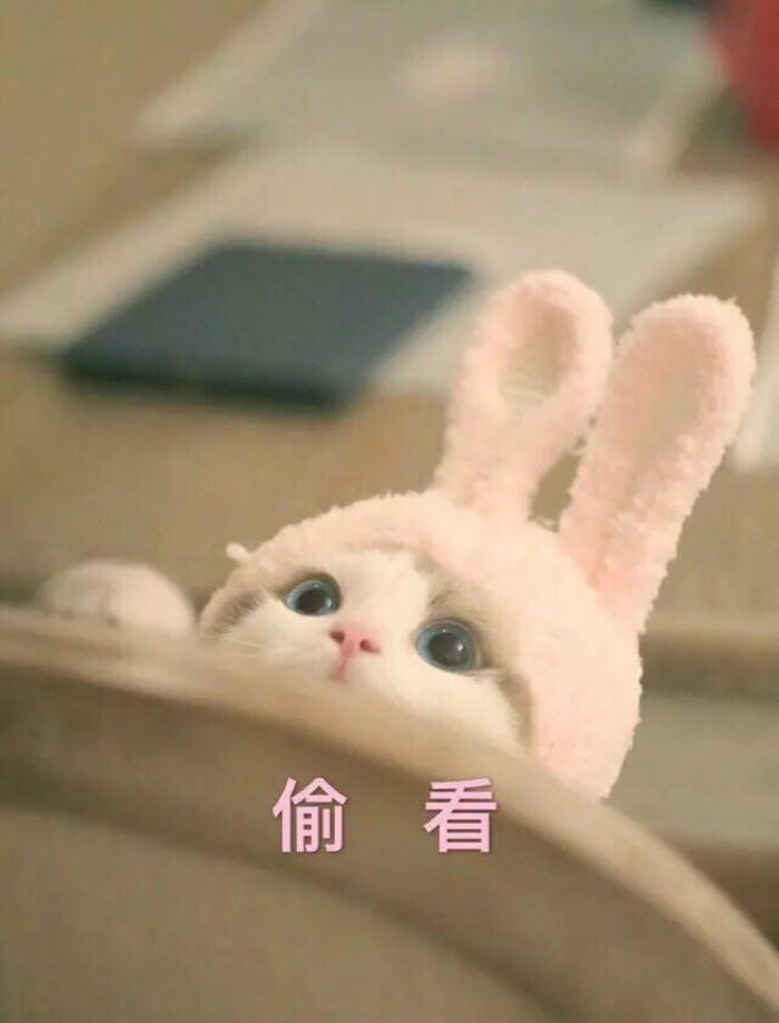 敲可爱 表情包 猫咪 猫