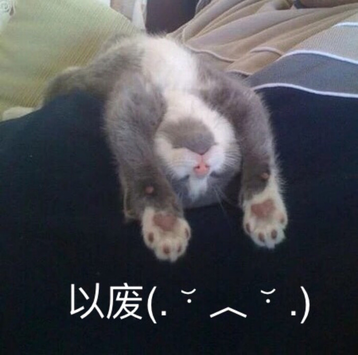 敲可爱 表情包 猫咪 猫