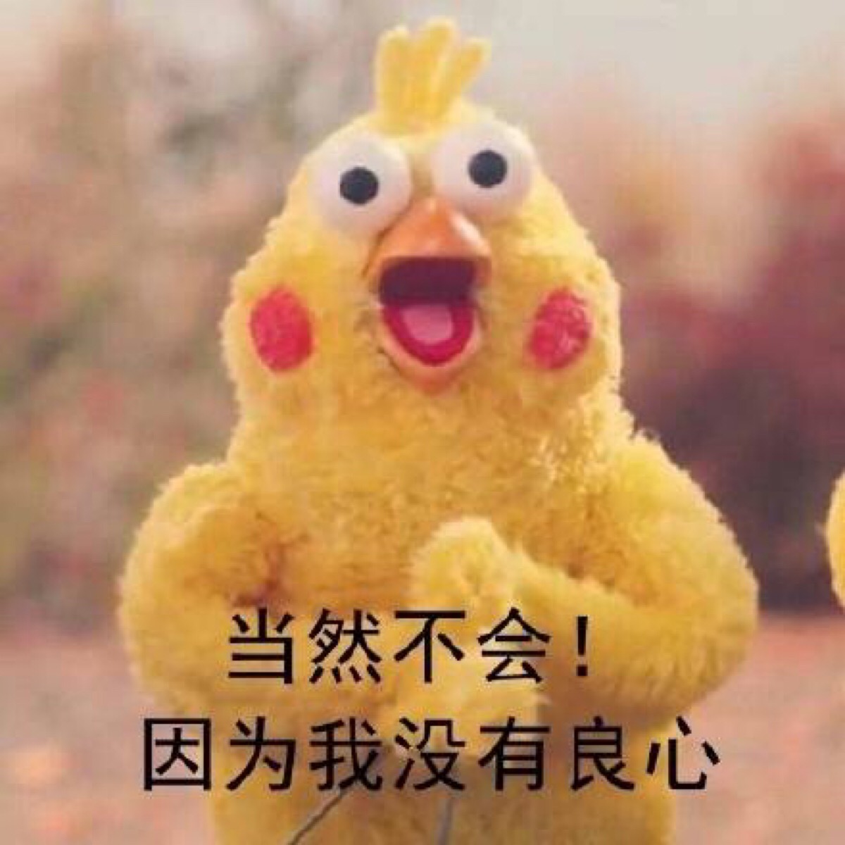 鹦鹉兄弟良心表情