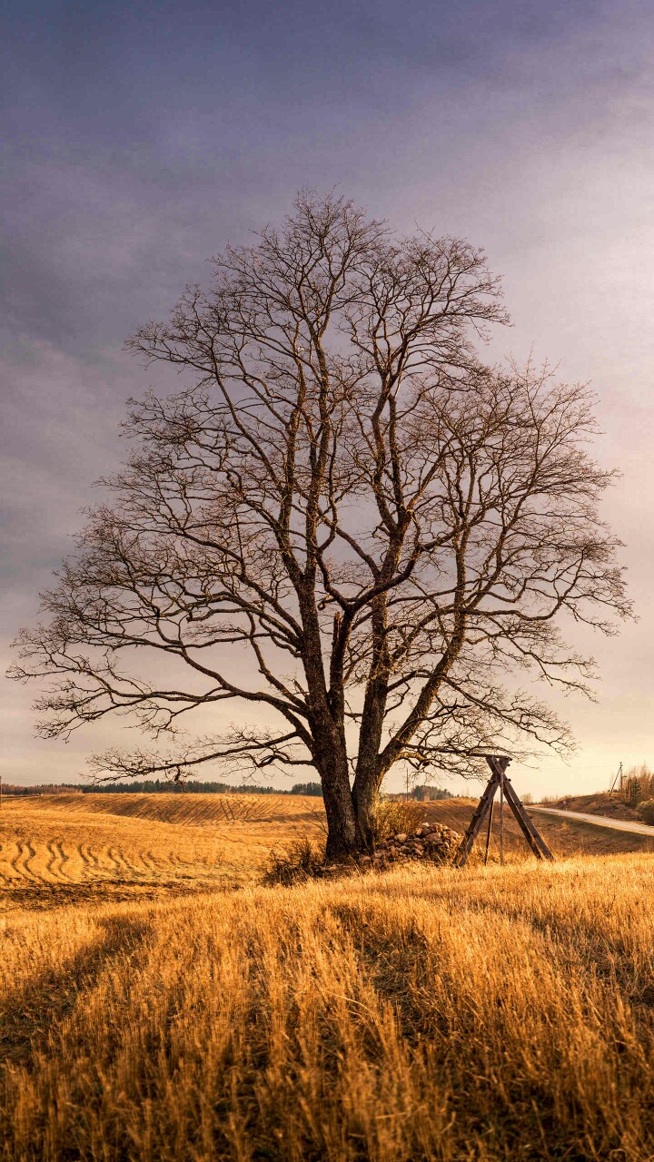 一棵树静默的站在田野里,淡雅宁静,意境悠远.