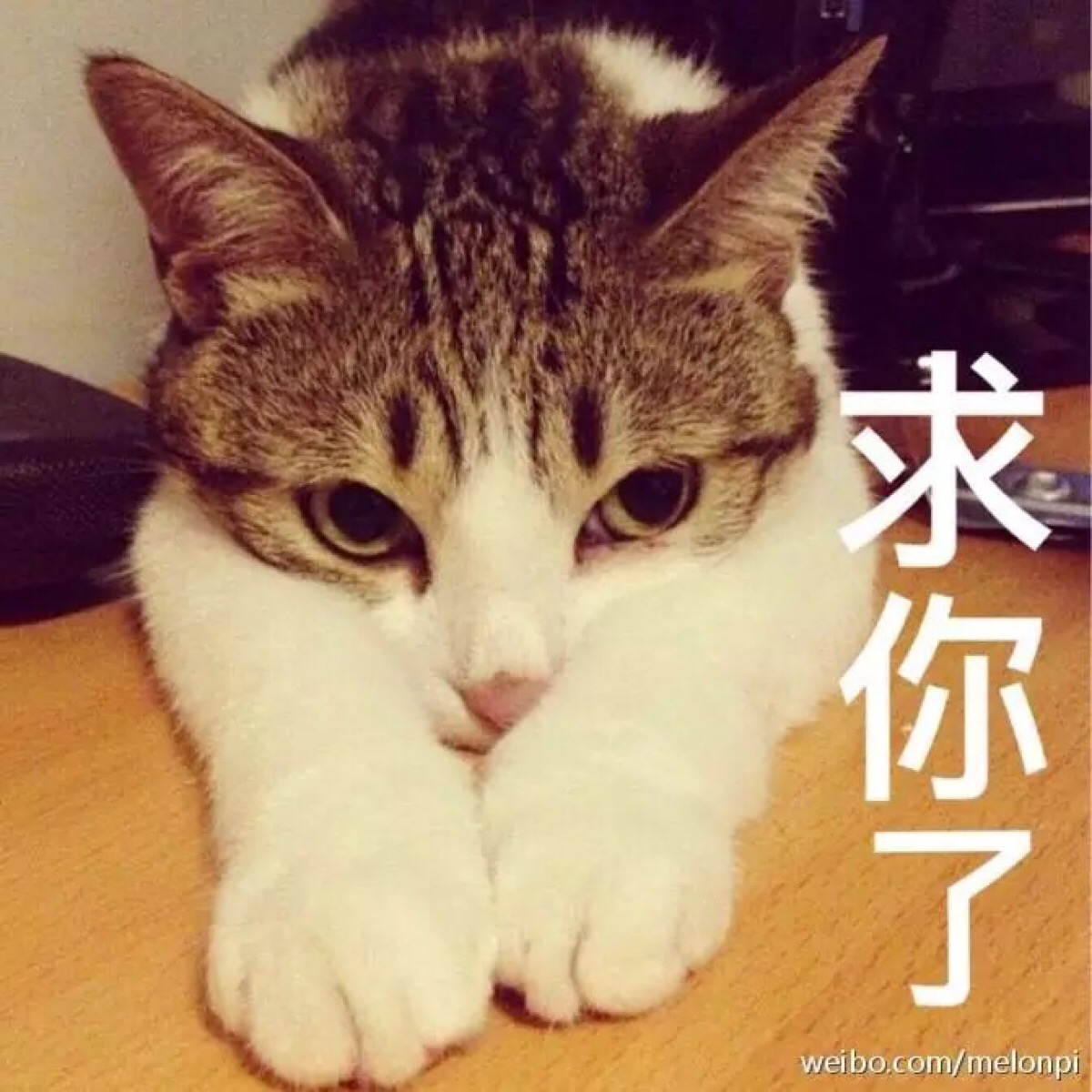 求你了 