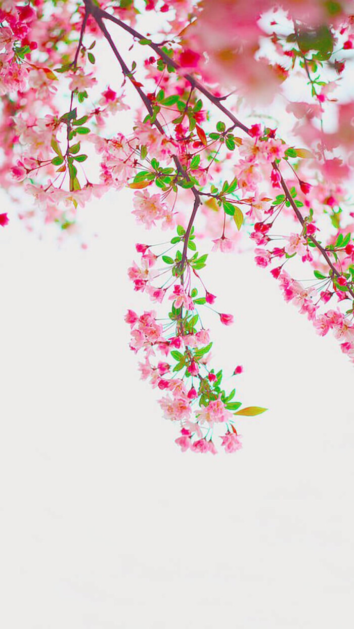 花 简单 小清新 夏天 樱花 手机壁纸|微博:假萝莉的壁纸 还有很多的