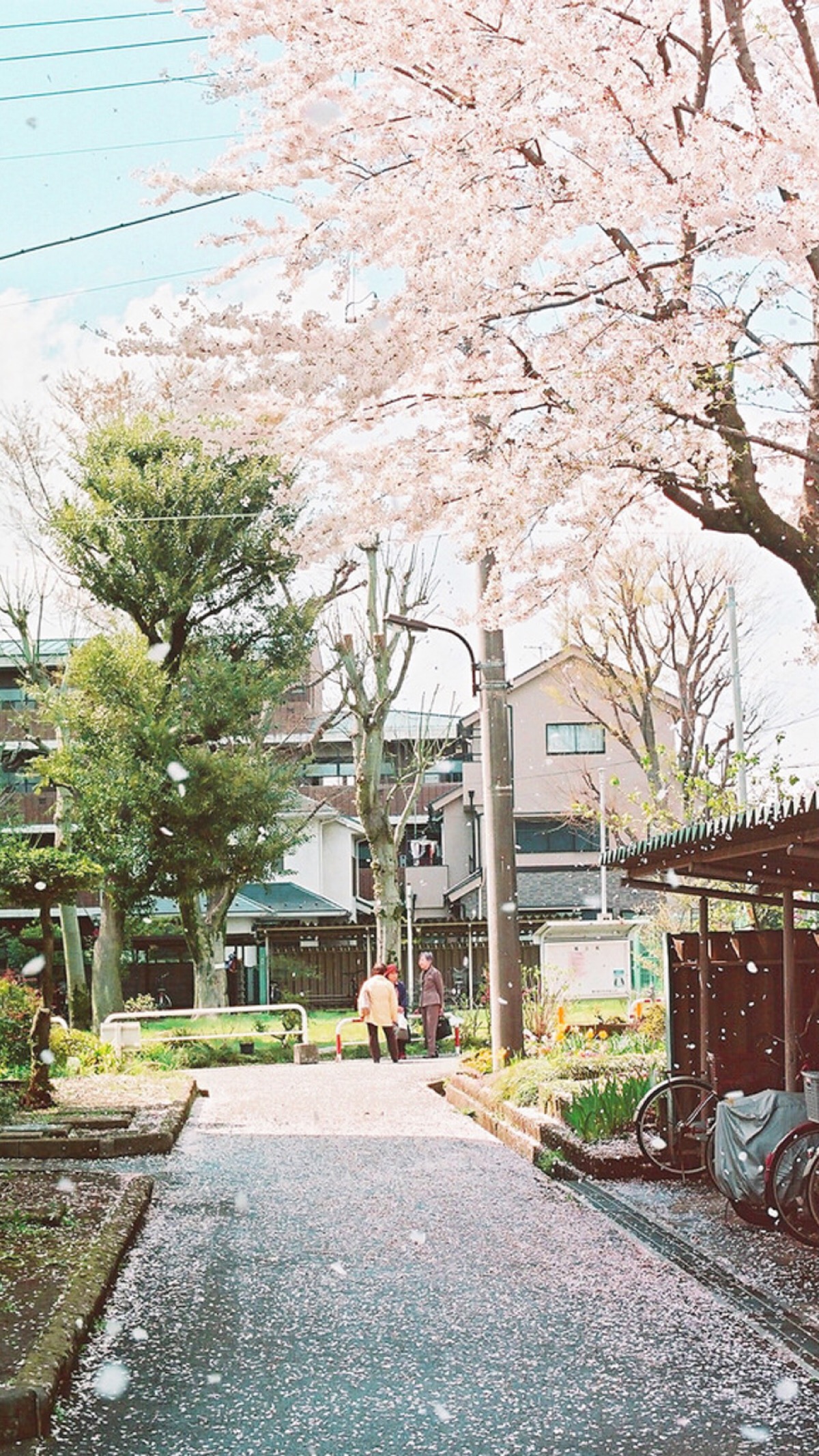 花 简单 小清新 夏天 夏日 蓝天 樱花 手机壁纸 日本 |微博:假萝莉的