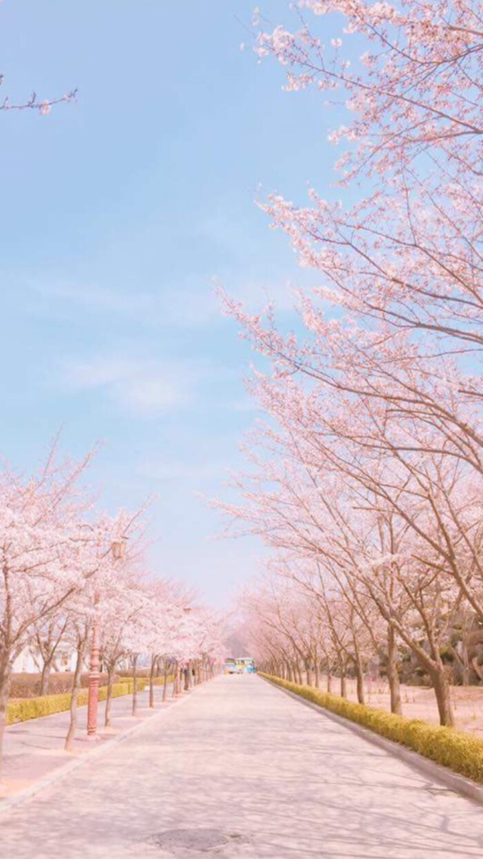 花 简单 小清新 夏天 夏日 蓝天 樱花 手机壁纸|微博:假萝莉的壁纸