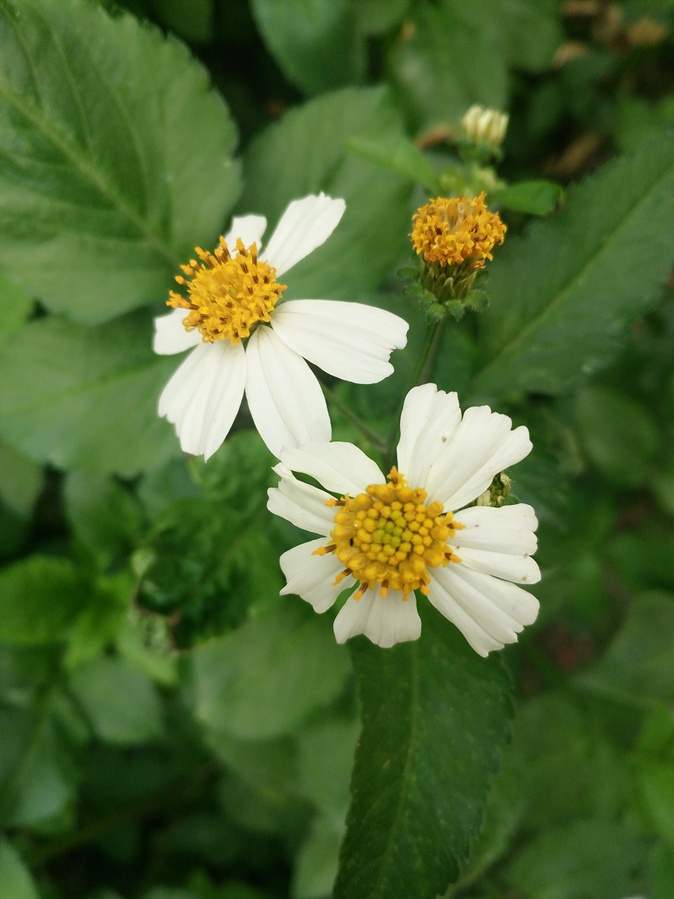 路边野菊花.