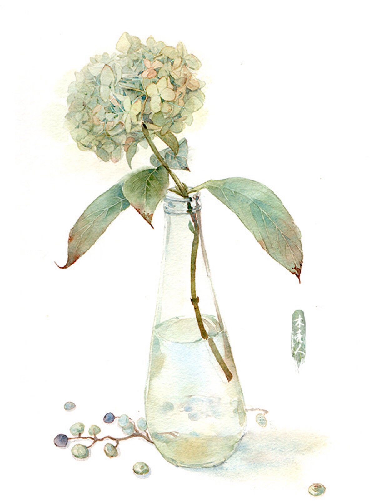 绣球花 