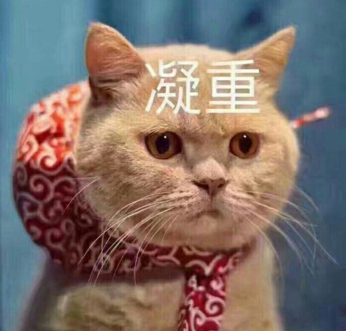 表情包 猫