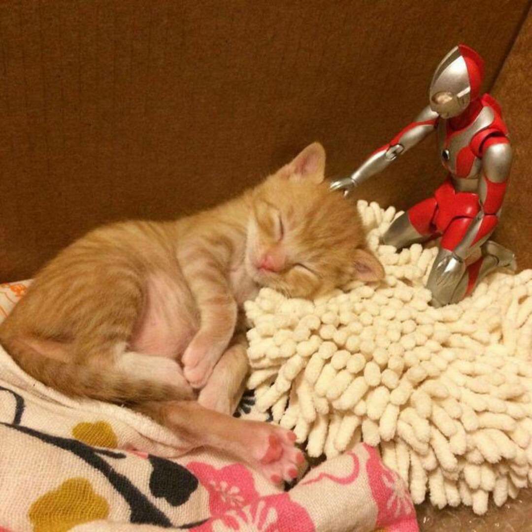 猫咪和它的奥特曼朋友的日常