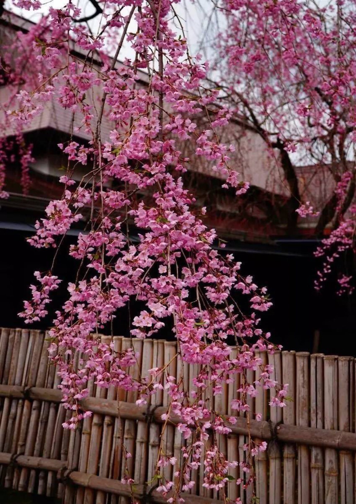 枝垂樱 ,形状如同开花的柳树.即有樱花的…-堆糖,美好