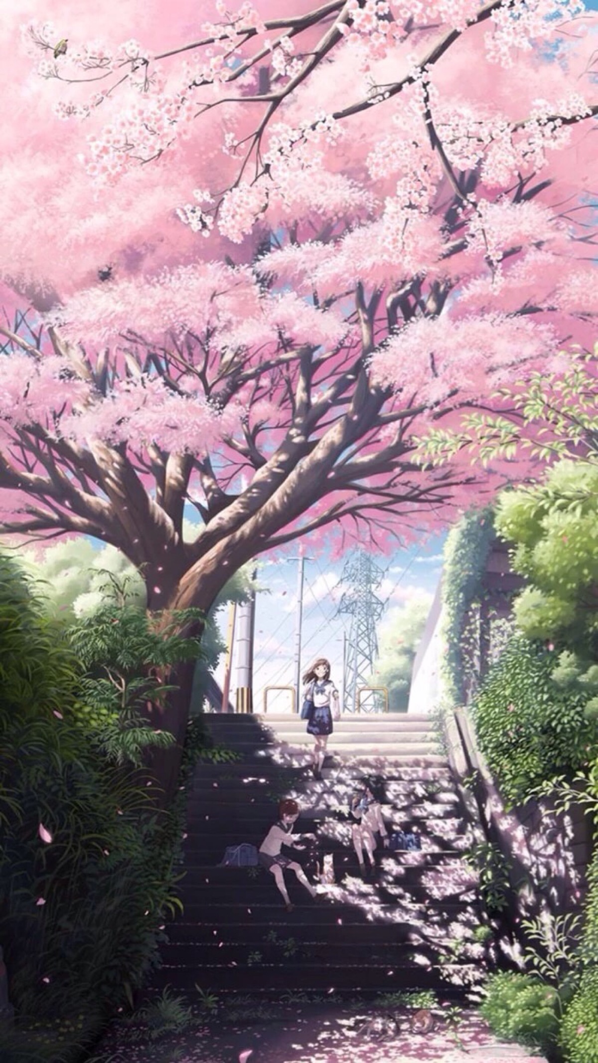樱花#校园#女生壁纸