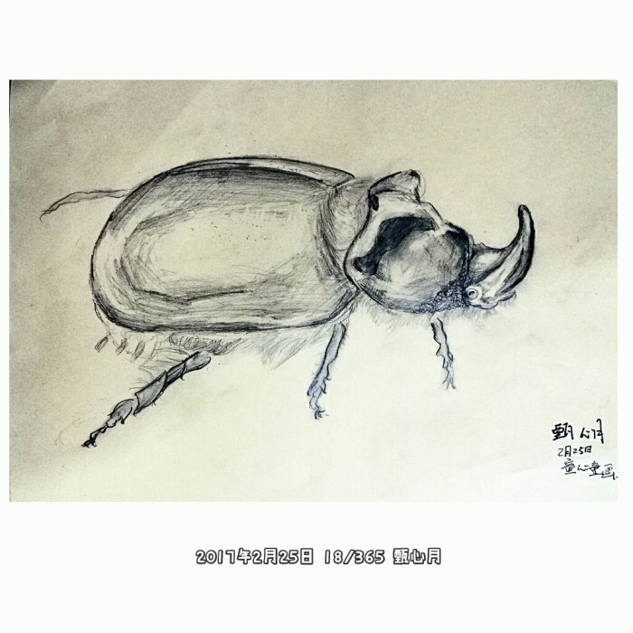 甲虫记忆——线描@独角仙