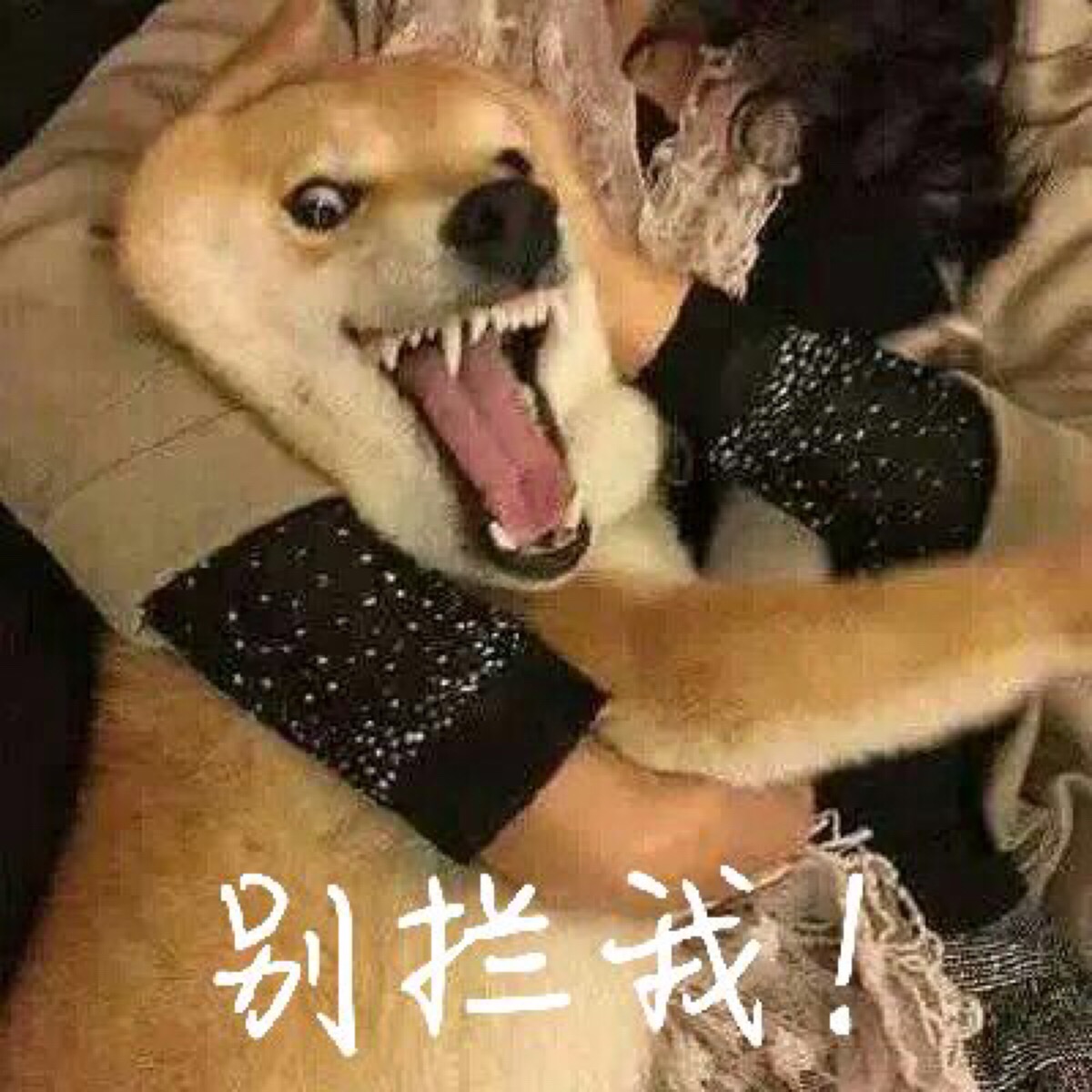 表情包 柴犬