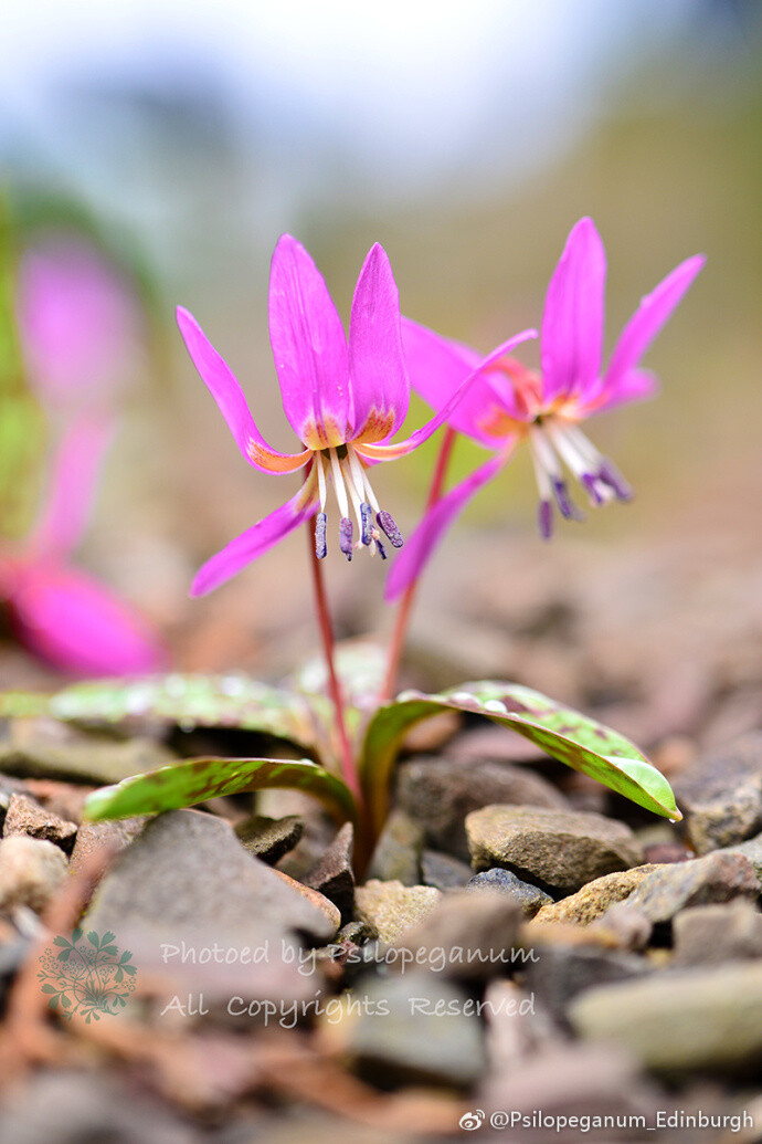 爱丁堡植物园的日常# 岩石园的猪牙花 erythronium dens-canis 看着