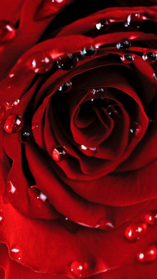 玫瑰 露珠 红色 古典 典雅 花 壁纸