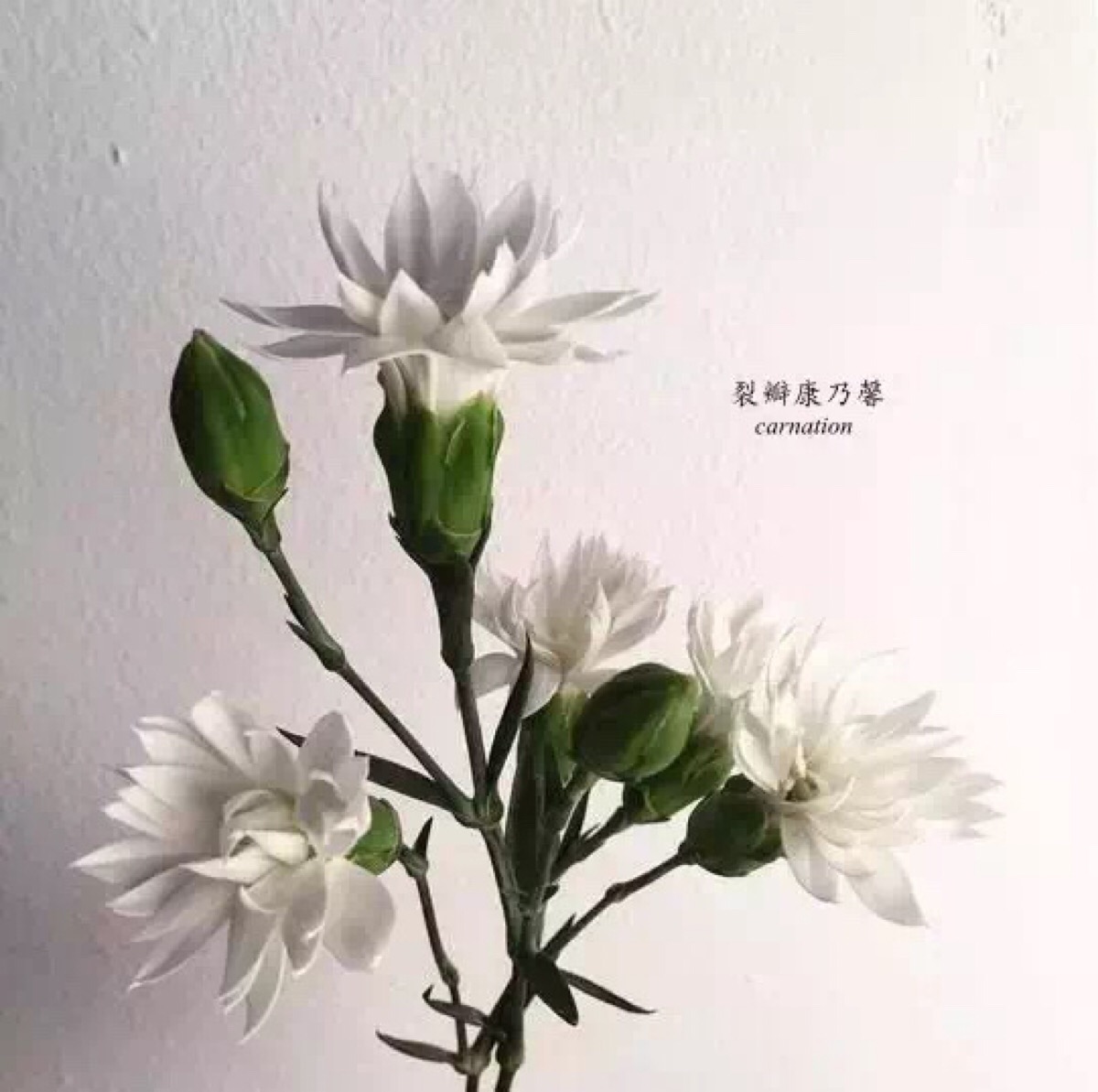 花材认知