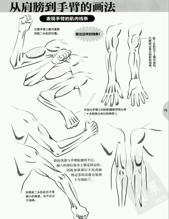 从肩膀到手臂的画法