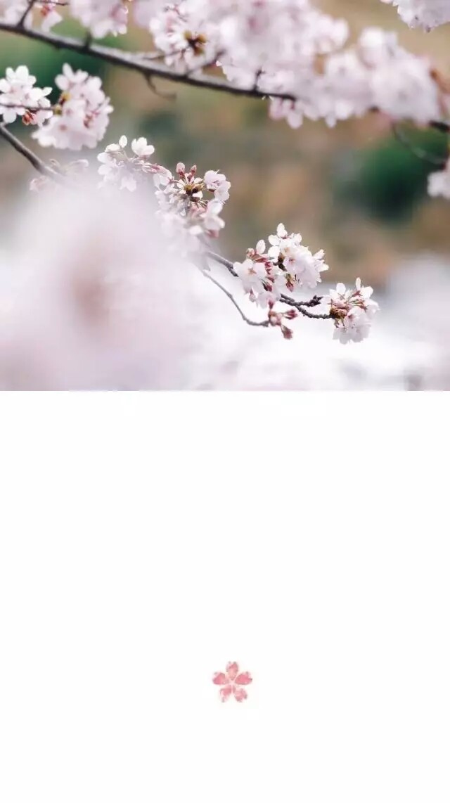 空间 说说 清新 文艺 日系 樱花 粉色 文字 壁纸 简约 白边 表情包