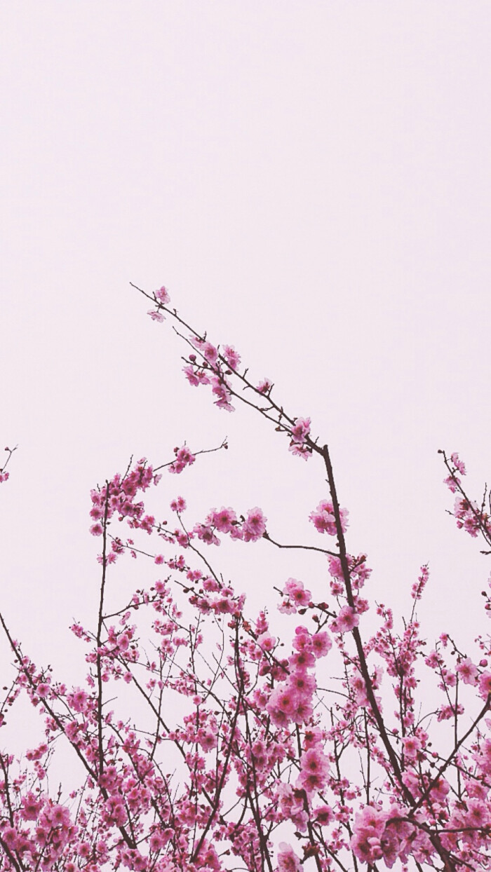 【梅花 壁纸】_photoed by fanny.