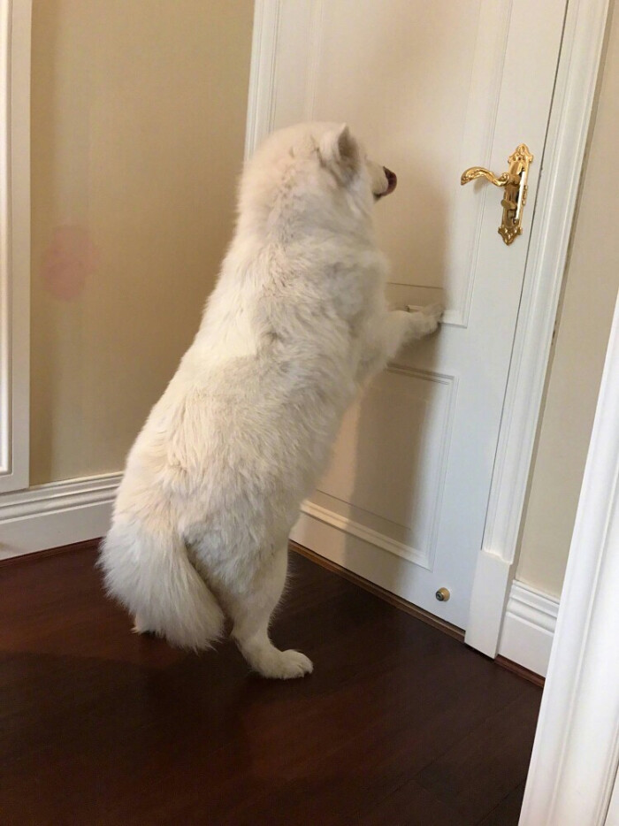 猫跟狗究竟谁智商高呢?今天答案出来了。我…