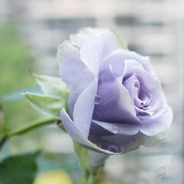 暖暖半岛 转蓝 日本月季多头丰花蓝色玫瑰花园阳台盆栽